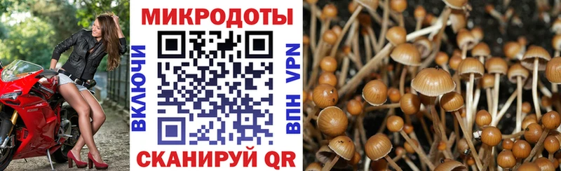 купить   Липецк  blacksprut   Псилоцибиновые грибы мицелий 